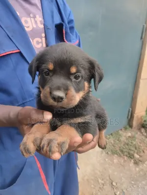 1-3 months Male Purebred Rottweiler