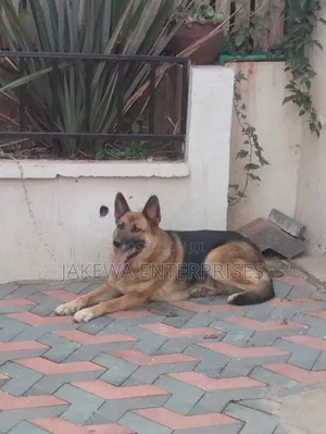 1+ year Female Purebred German Shepherd