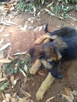 3-6 months Male Purebred German Shepherd