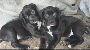 1-3 months Male Purebred Boerboel