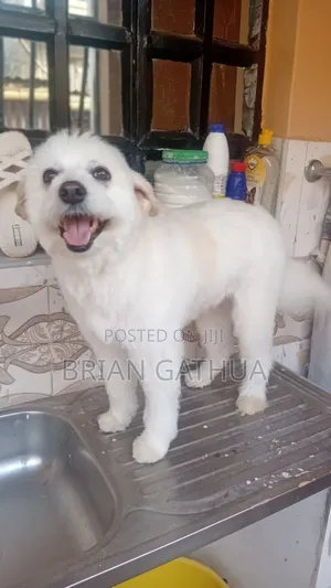 Dog Grooming Services