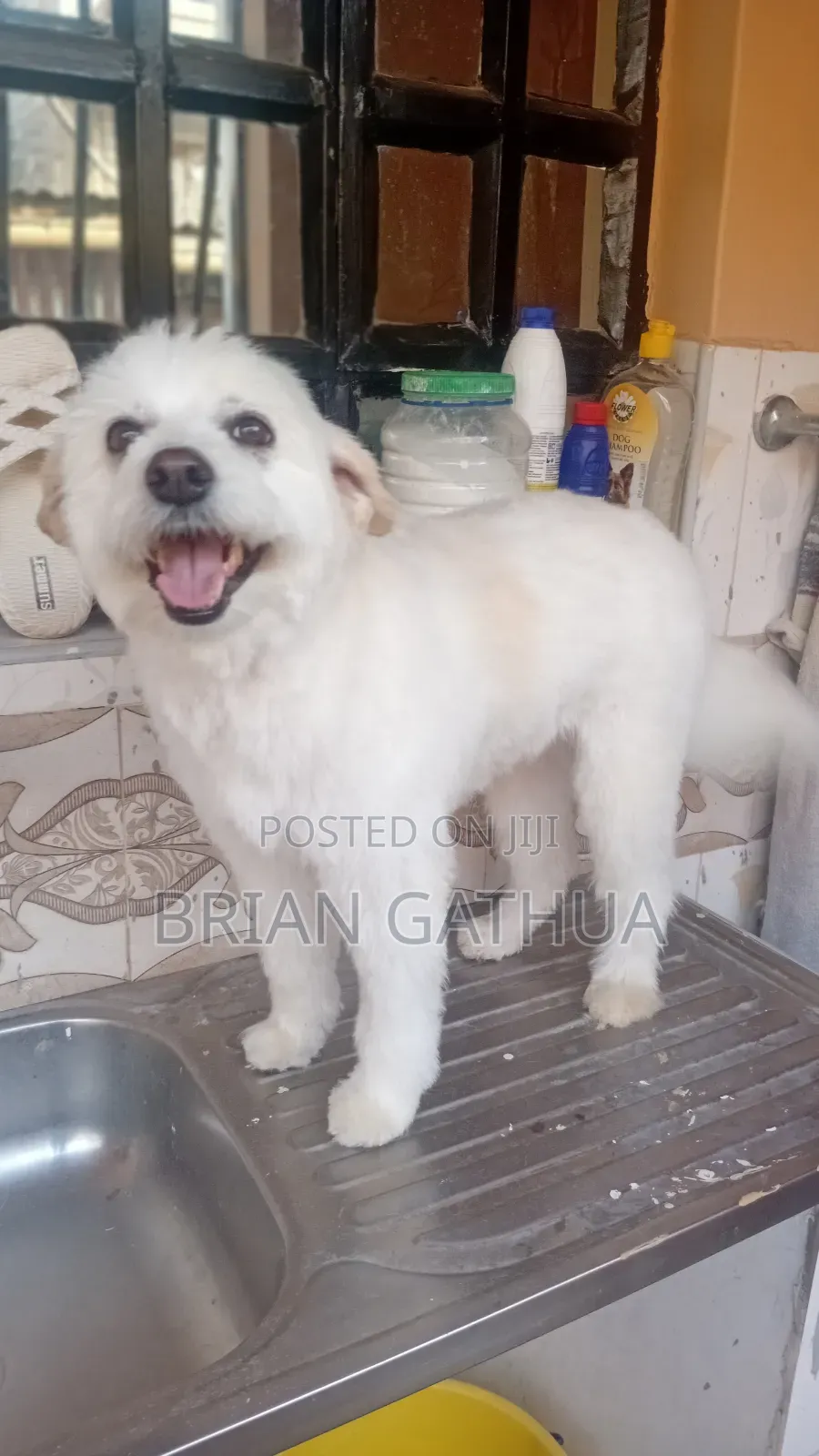 Dog Grooming Services