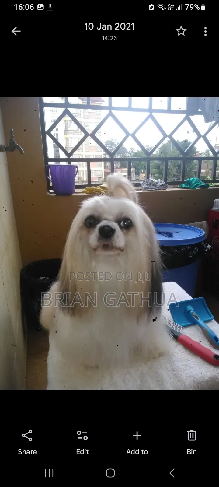 Dog Grooming Services