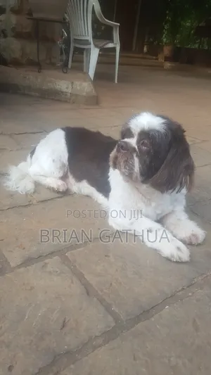 Dog Grooming Services
