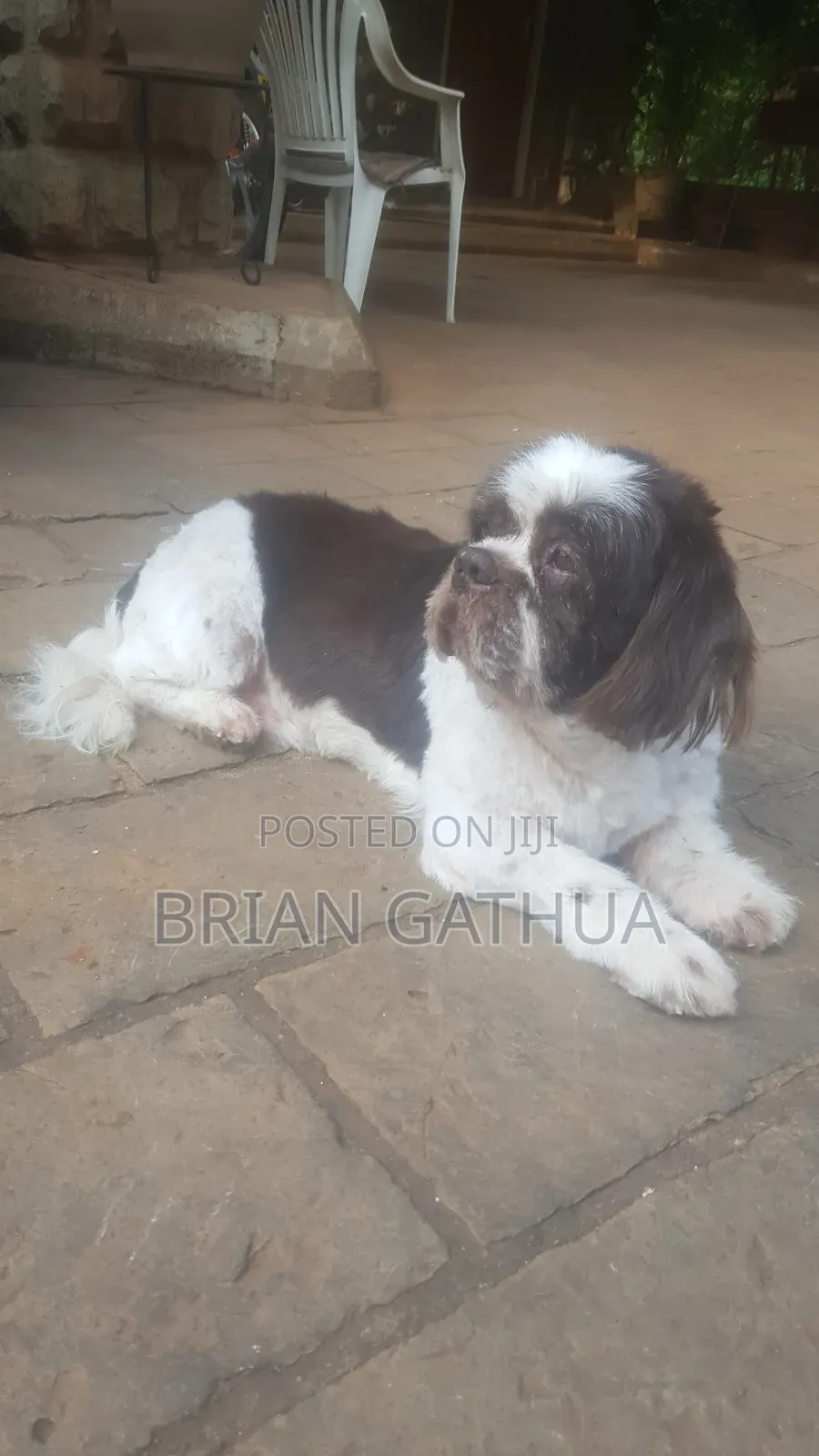 Dog Grooming Services