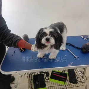 Dog Grooming Services