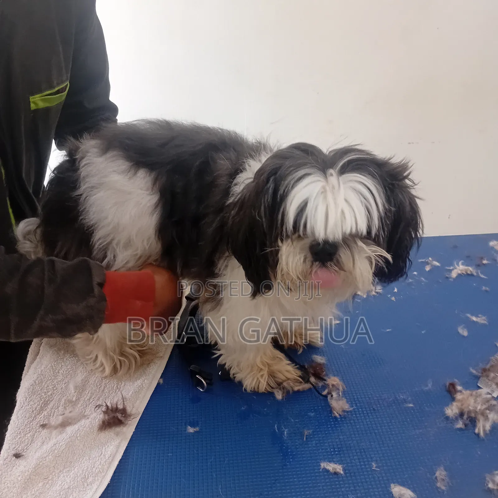 Dog Grooming Services