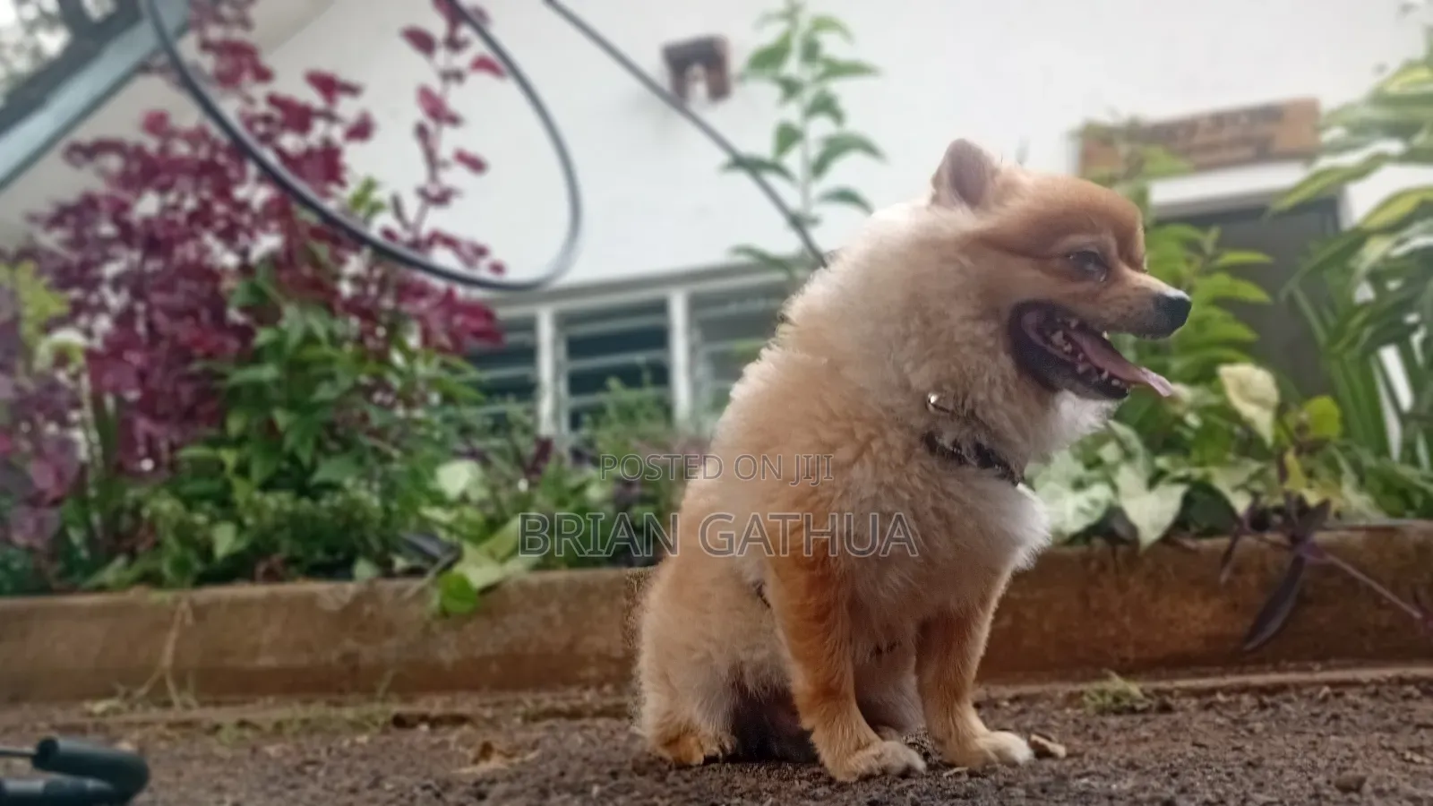 Dog Grooming Services