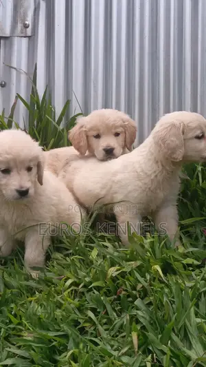 1-3 months Male Purebred Golden Retriever