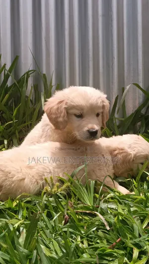 1-3 months Female Purebred Golden Retriever