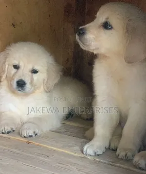 1-3 months Male Purebred Golden Retriever