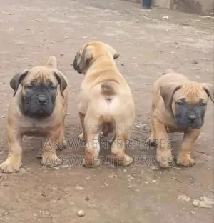 1-3 months Male Purebred Boerboel