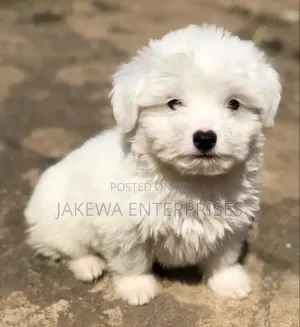 1-3 months Male Purebred Maltese