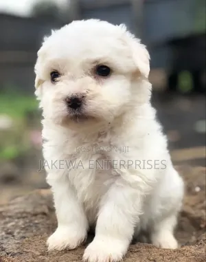 1-3 months Female Purebred Maltese