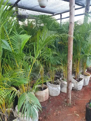 Golden Palms,Palms for Your Outdoors