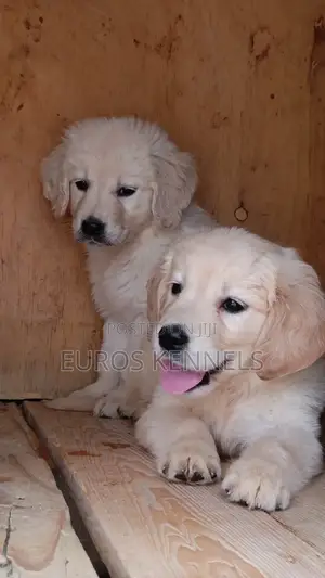 1-3 months Female Purebred Golden Retriever