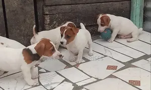 1-3 months Male Purebred Jack Russell Terrier
