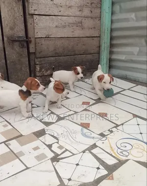 1-3 months Female Purebred Jack Russell Terrier