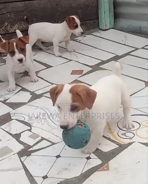 1-3 months Male Purebred Jack Russell Terrier