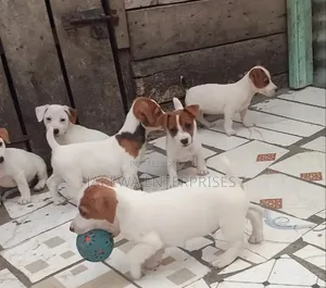 1-3 months Male Purebred Jack Russell Terrier