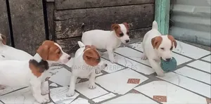 1-3 months Female Purebred Jack Russell Terrier