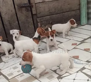 1-3 months Female Purebred Jack Russell Terrier