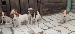 1-3 months Male Purebred Jack Russell Terrier