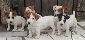 1-3 months Female Purebred Jack Russell Terrier