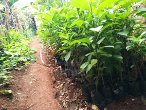 Bitter Leaf Medicinal Plants
