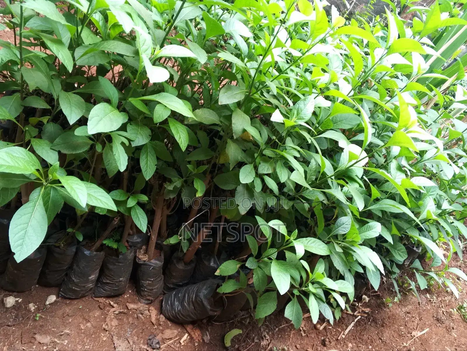 Bitter Leaf Medicinal Plants
