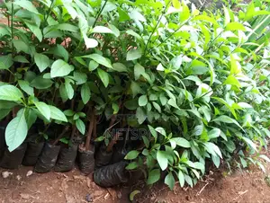 Bitter Leaf Medicinal Plants