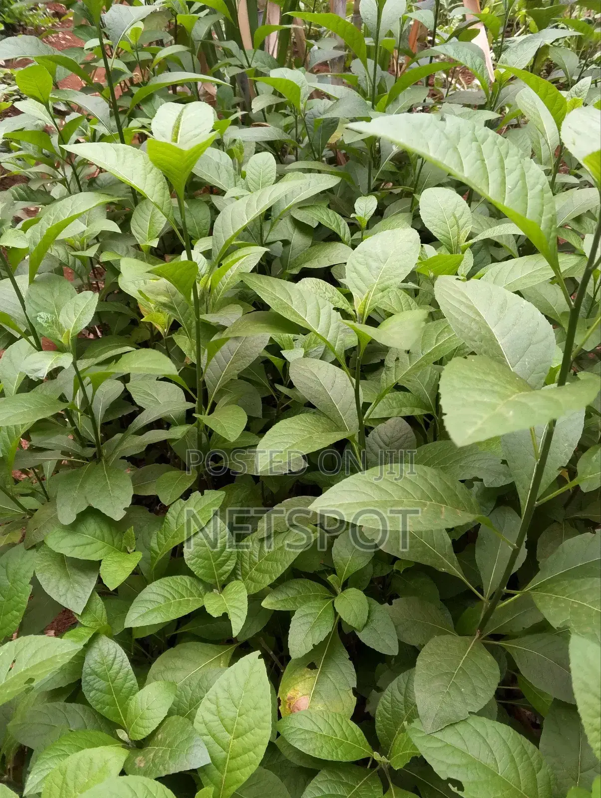 Bitter Leaf Medicinal Plants