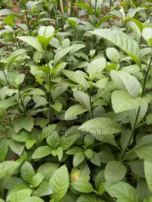 Bitter Leaf Medicinal Plants