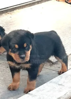 1-3 months Female Purebred Rottweiler