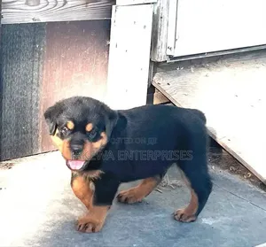 1-3 months Female Purebred Rottweiler