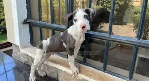 1-3 months Male Purebred Great Dane