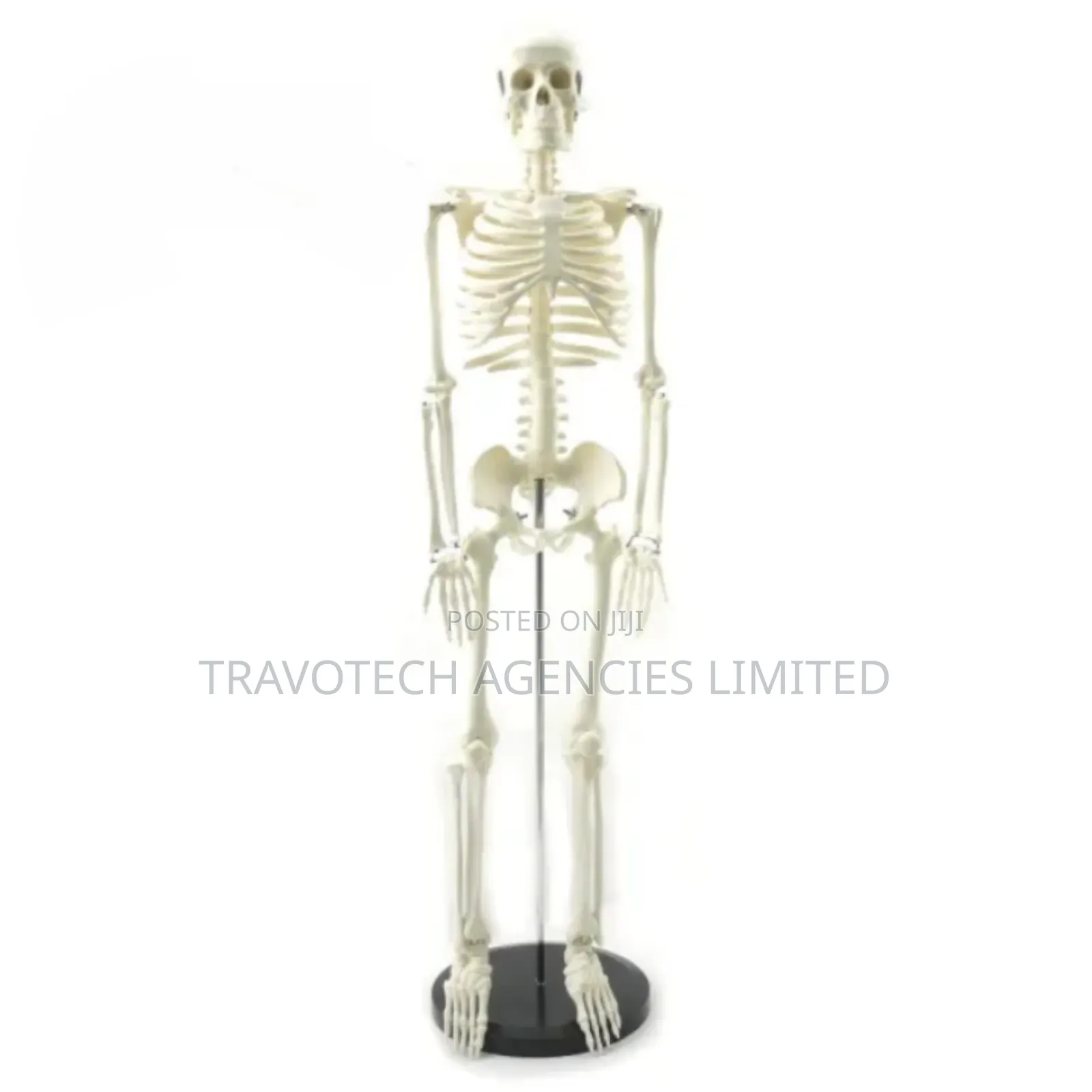Human Skeleton Training Model