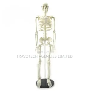 Human Skeleton Training Model