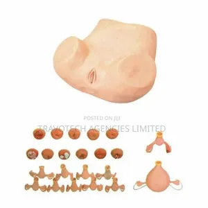 Gynaecological Examination Model (Madam Zoe)