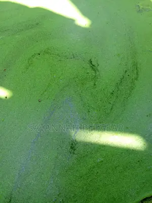 Duckweed Aquatic Plant Animal Feeds, Human Food, Waste Water Treatment