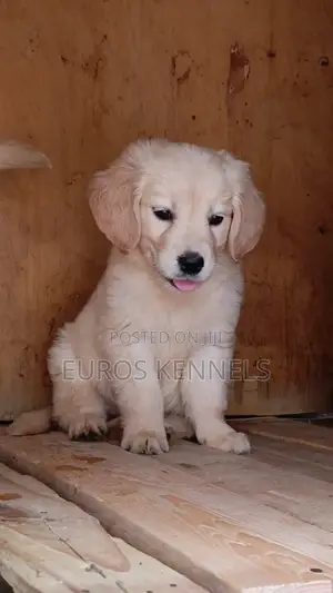 1-3 months Male Purebred Golden Retriever