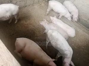 Best for Breeding Pigs
