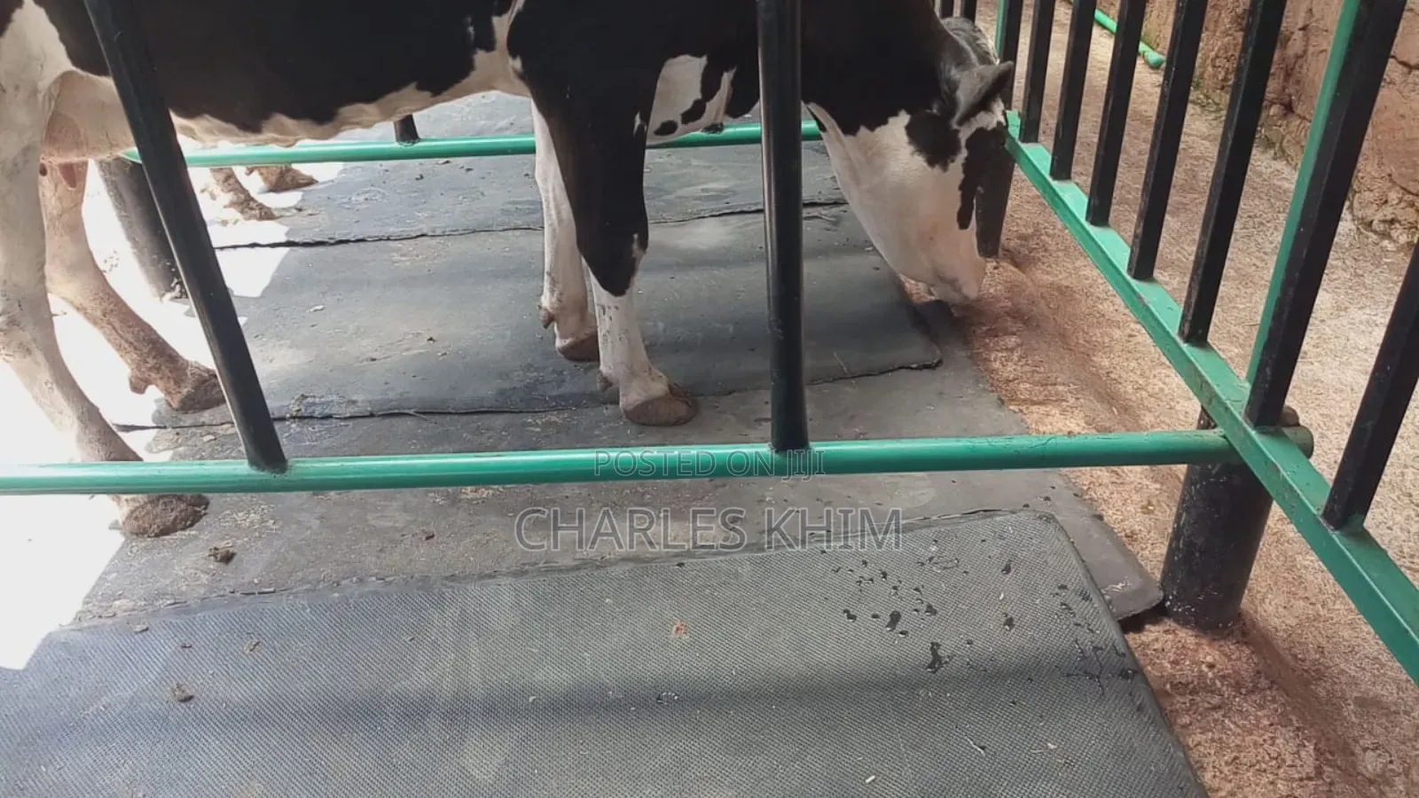 Cow Mattress