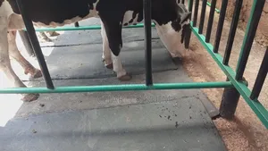 Cow Mattress