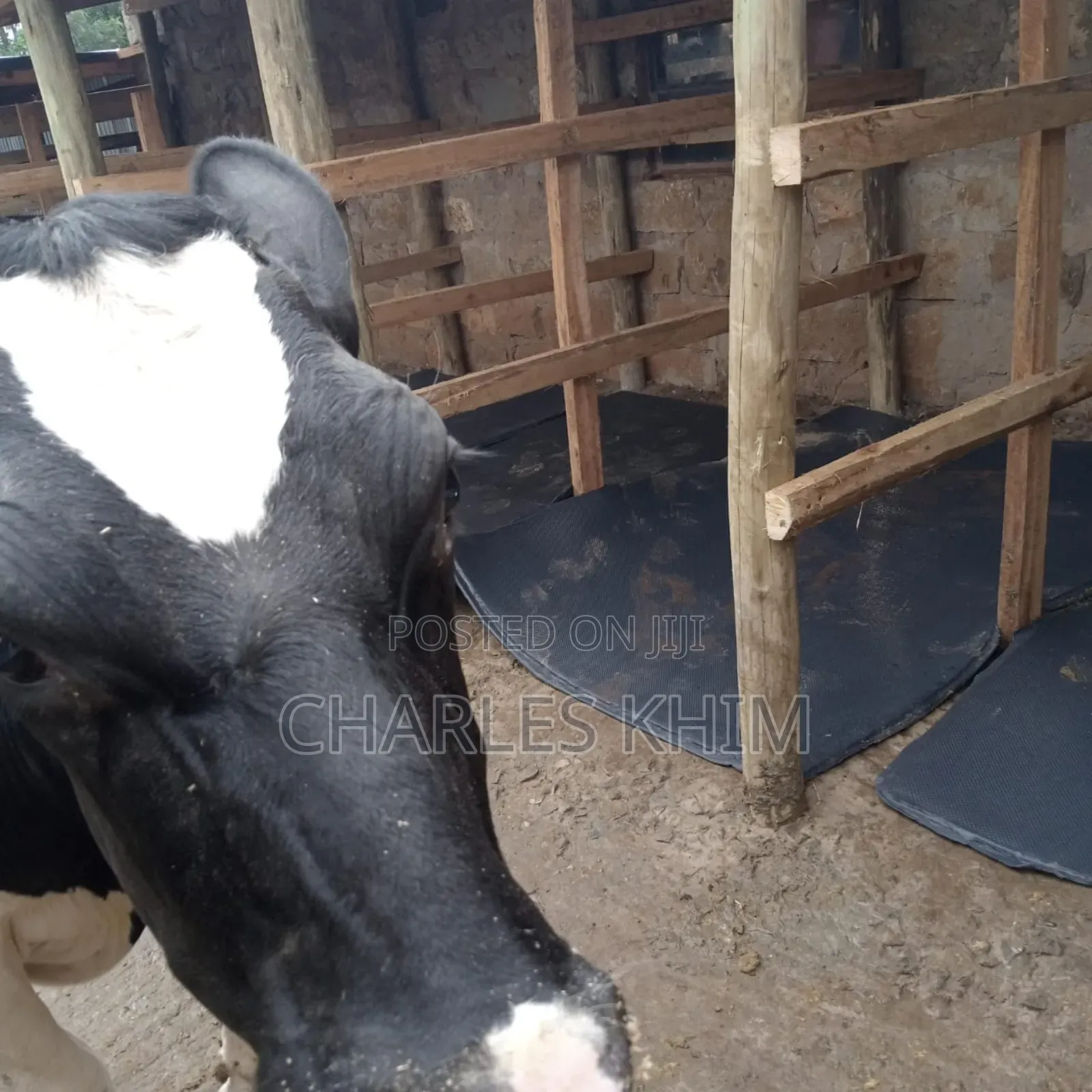 Cow Mattress