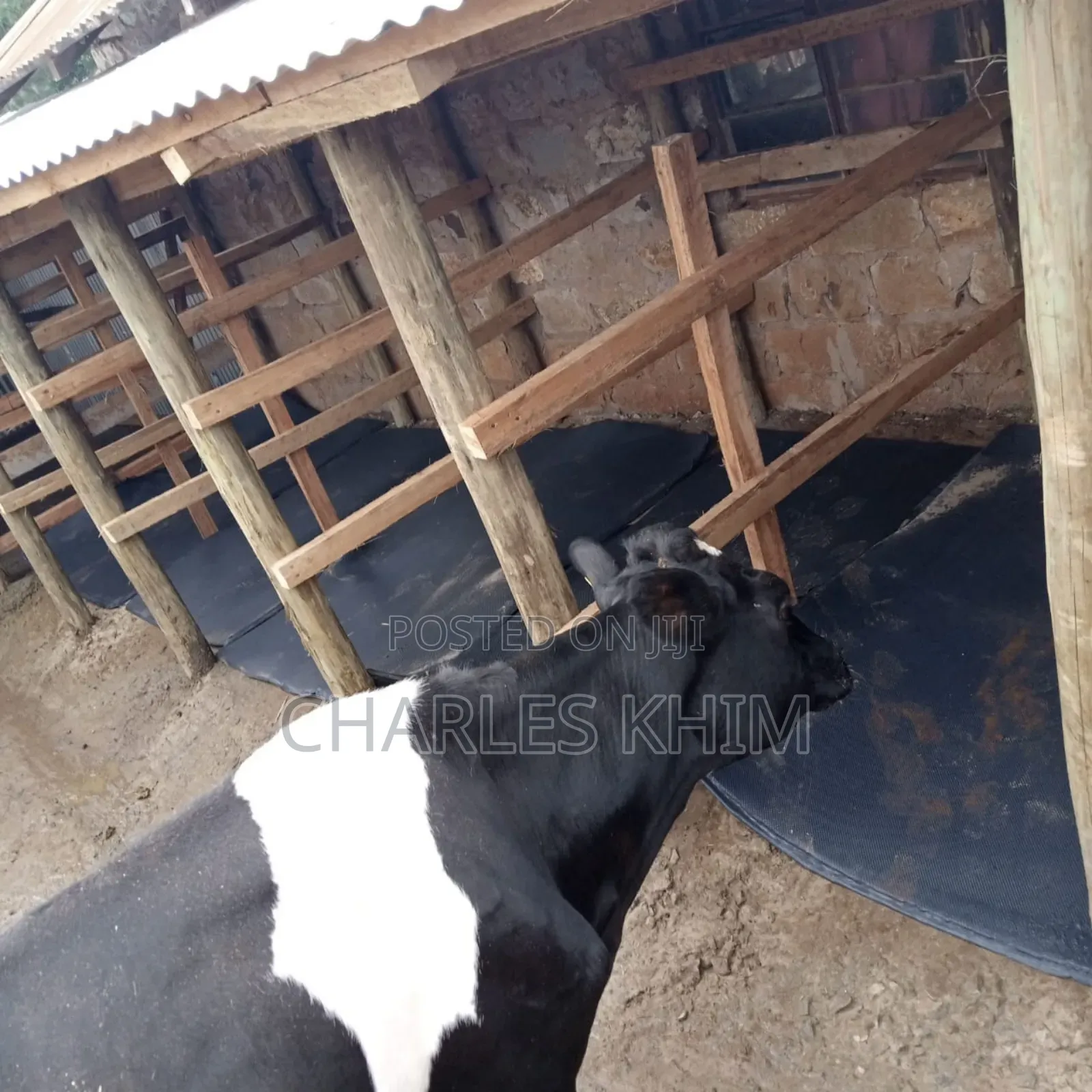 Cow Mattress