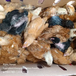 4 Weeks Vaccinated Improved Kienyeji Chicks