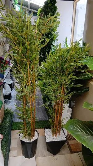 Bamboo Plants