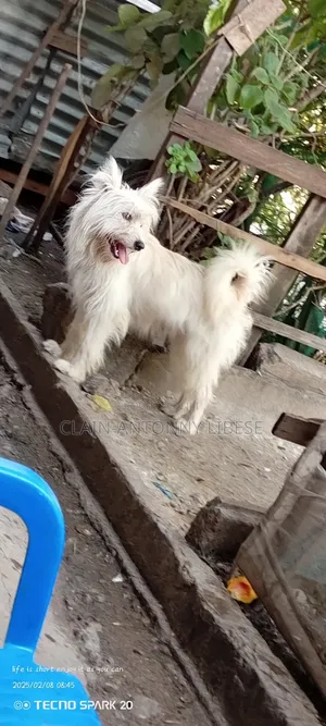 1+ year Male Purebred Maltese