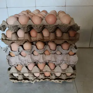 Fertilized Improved Kari Kienyeji Eggs